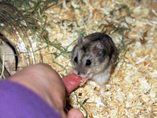 Bild