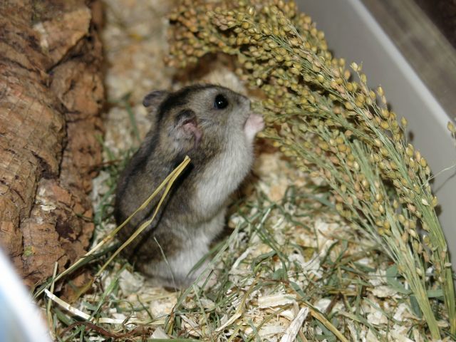 Bild