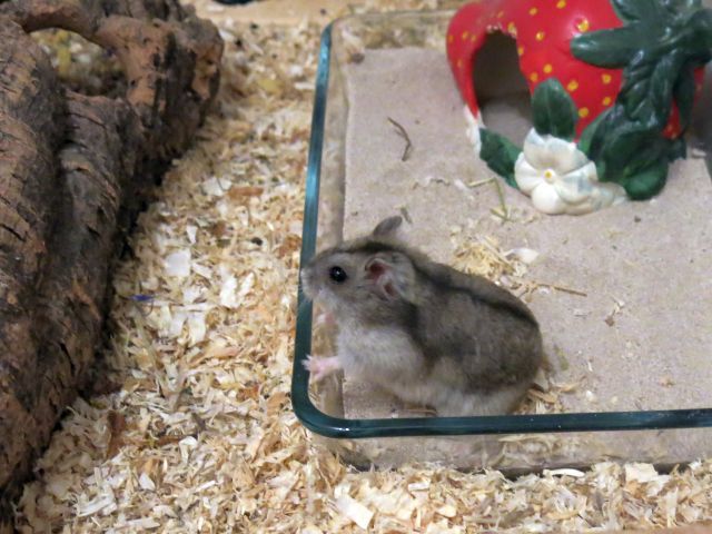 Bild