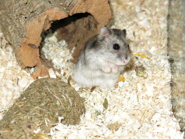 Bild