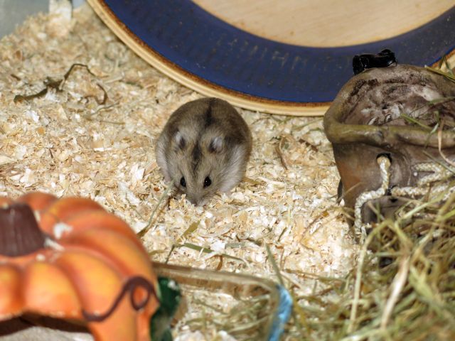 Bild